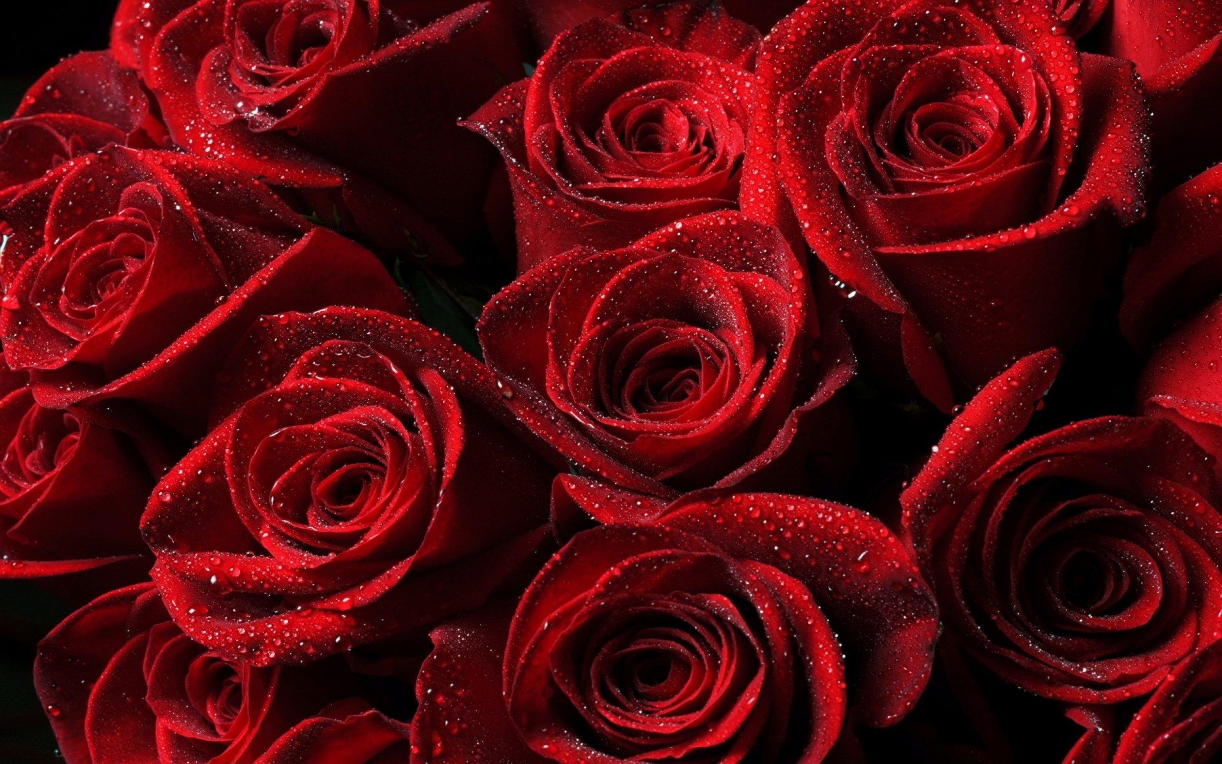 Rose rosse con gocce d'acqua, 2483x1552 2K, Desktop