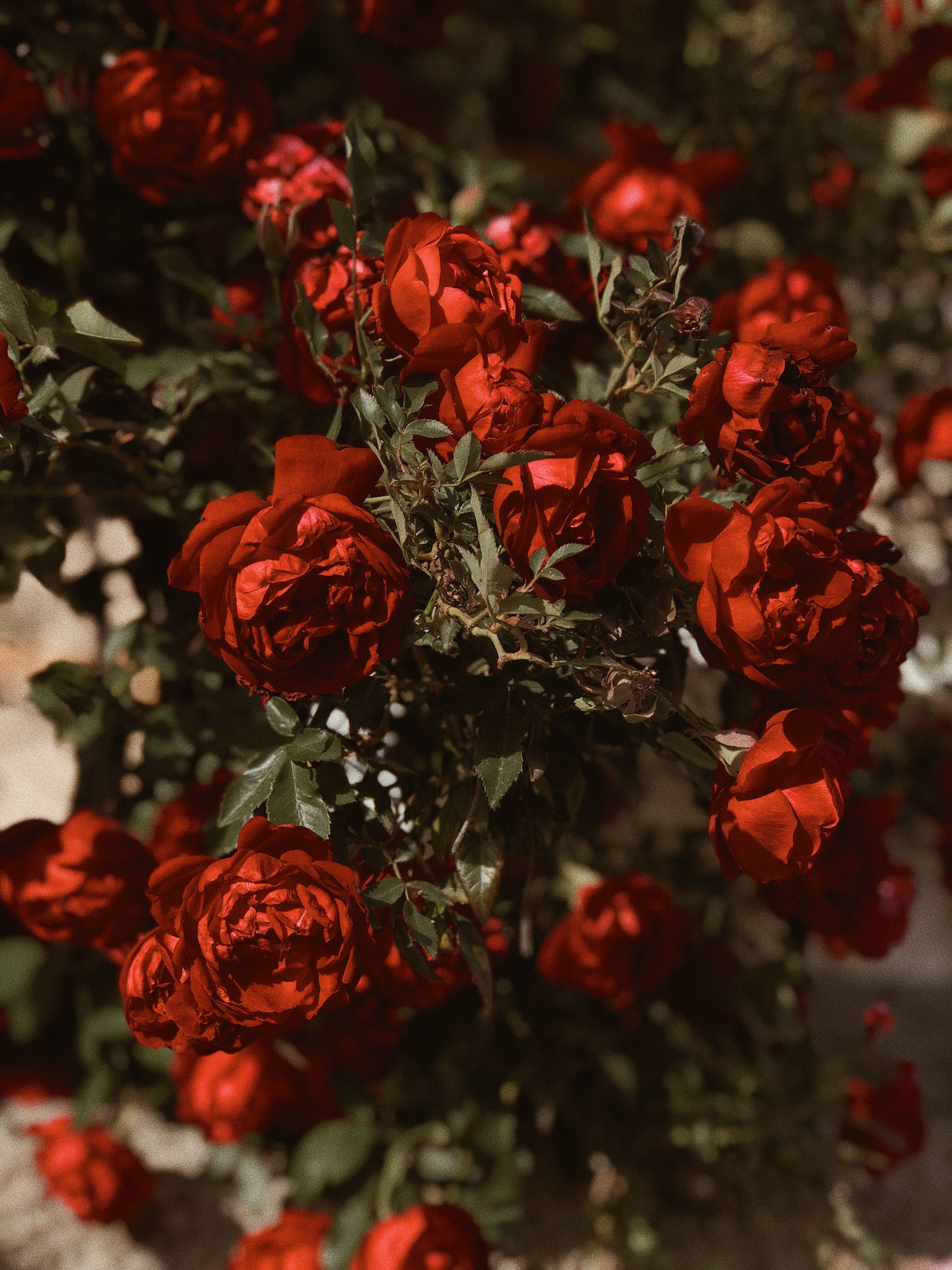 Cespuglio di rose rosse, 3024x4032 Verticale, Mobile
