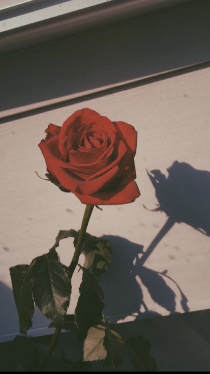 Rosa rossa con ombra, 720x1280 Verticale, Telefono