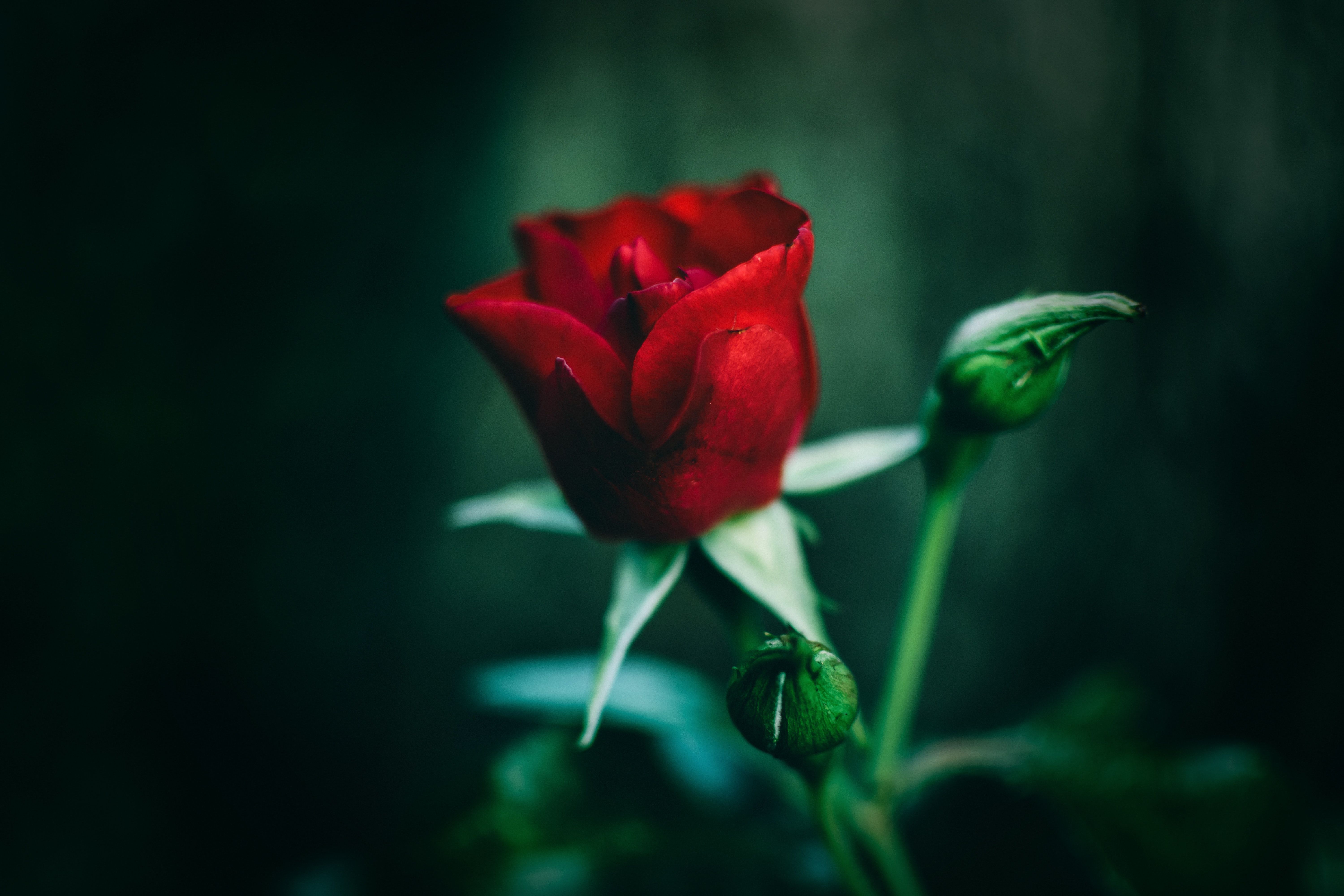 Rosa rossa sfondo scuro, 6000x4000 UHD, PC 4K