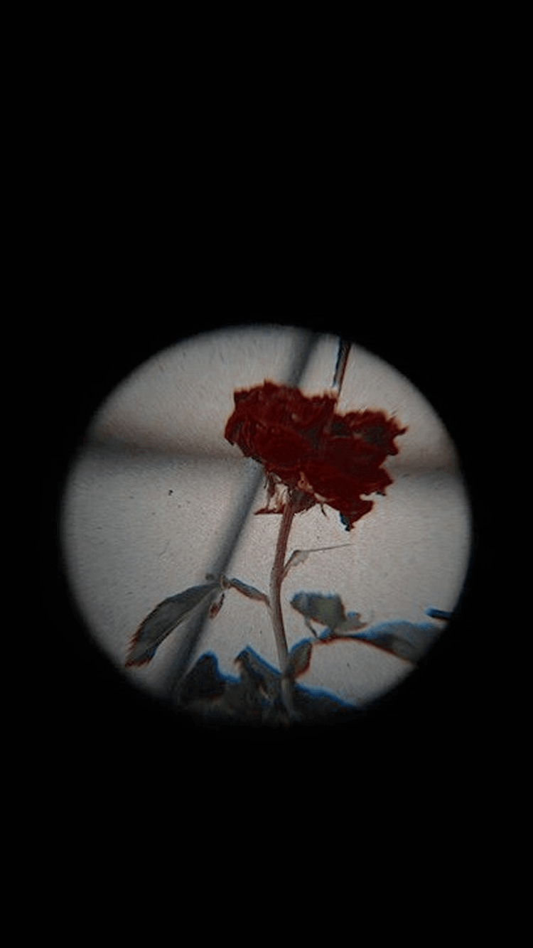 Rosa rossa in cerchio nero, 750x1334 Full HD Verticale, Smartphone