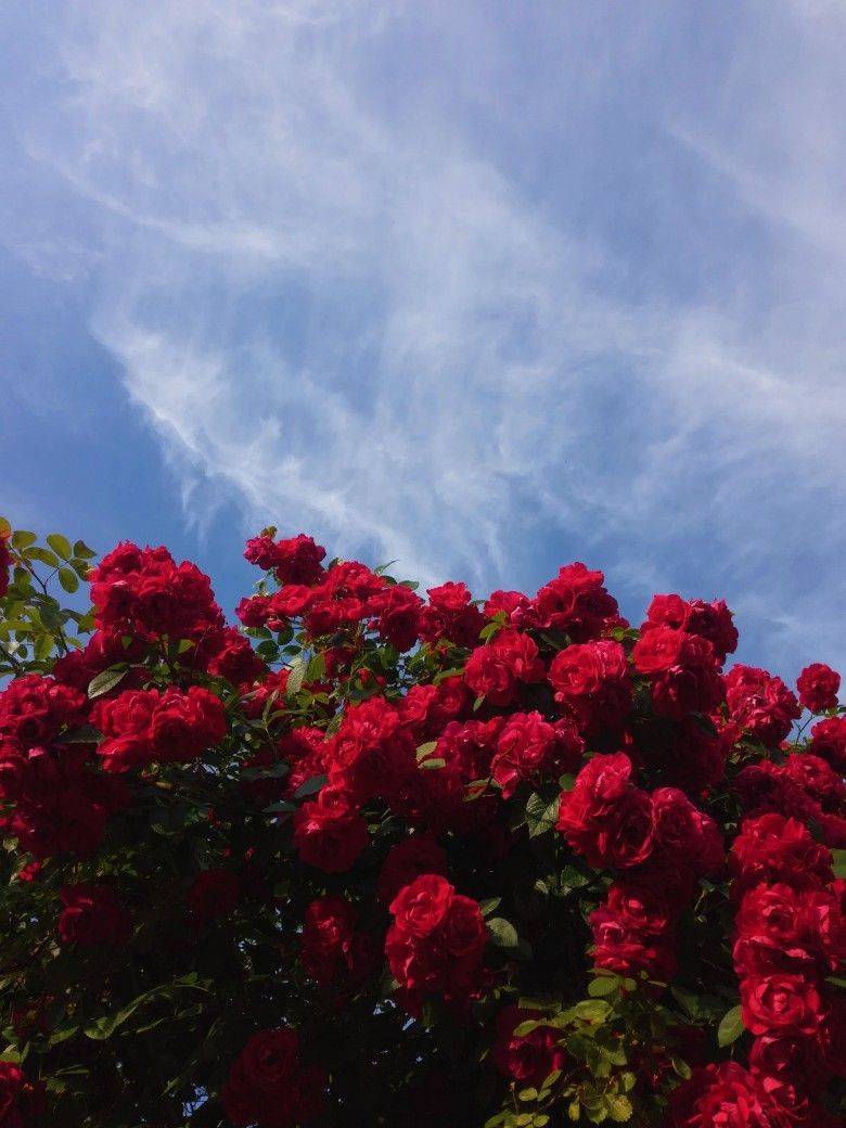 Rose rosse contro cielo azzurro, 780x1040 Full HD Verticale, Smartphone