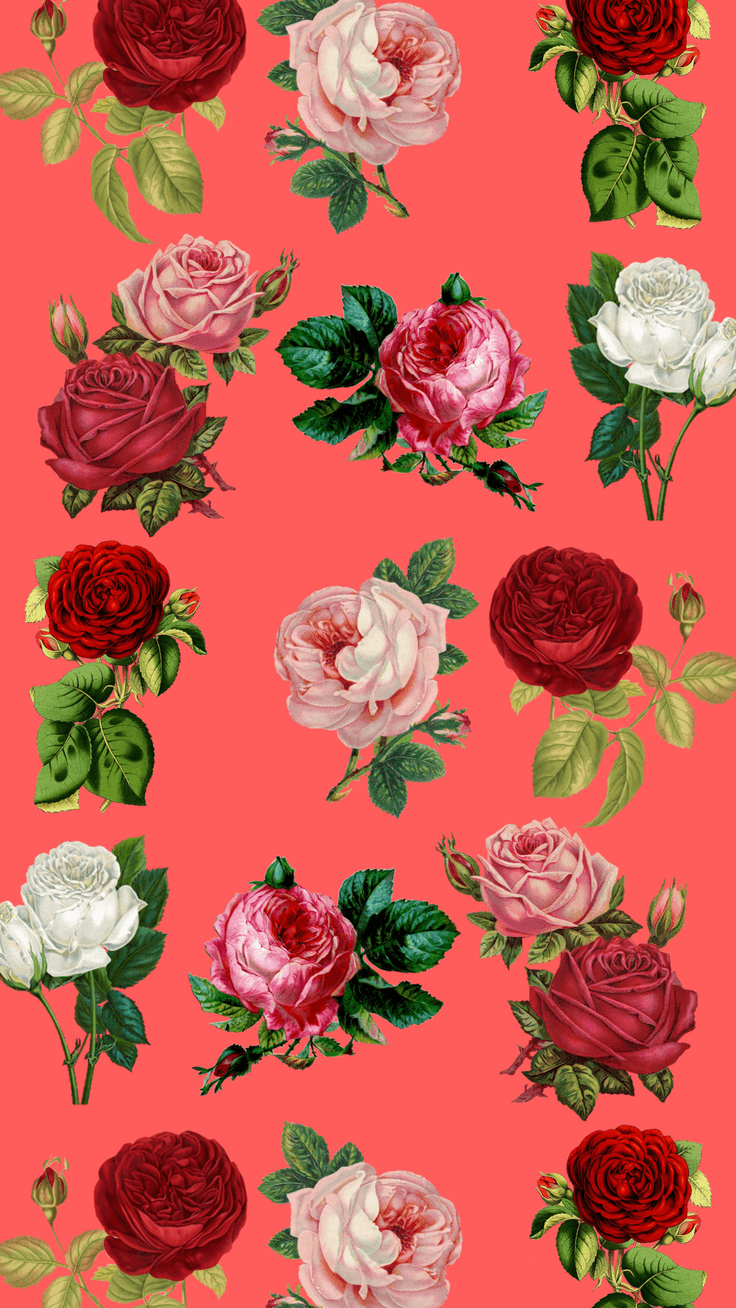 Rose rosse e rosa su corallo, 736x1308 Full HD Verticale, Smartphone
