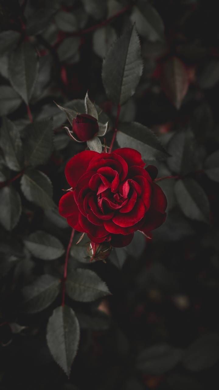 Rosa rossa scura, sfondo scuro, 720x1280 Verticale, Telefono