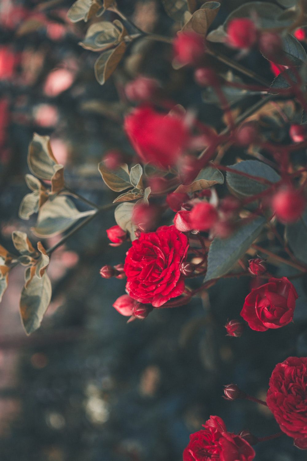 Rose rosse su cespuglio, 1000x1500 Verticale, Mobile