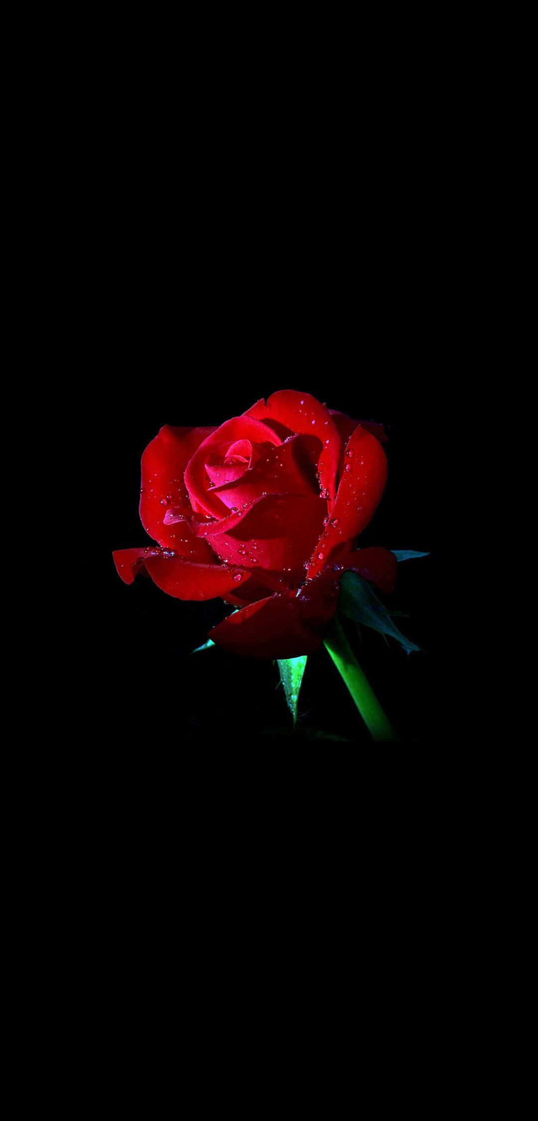Rosa rossa sfondo nero, 1080x2248 Verticale, Mobile