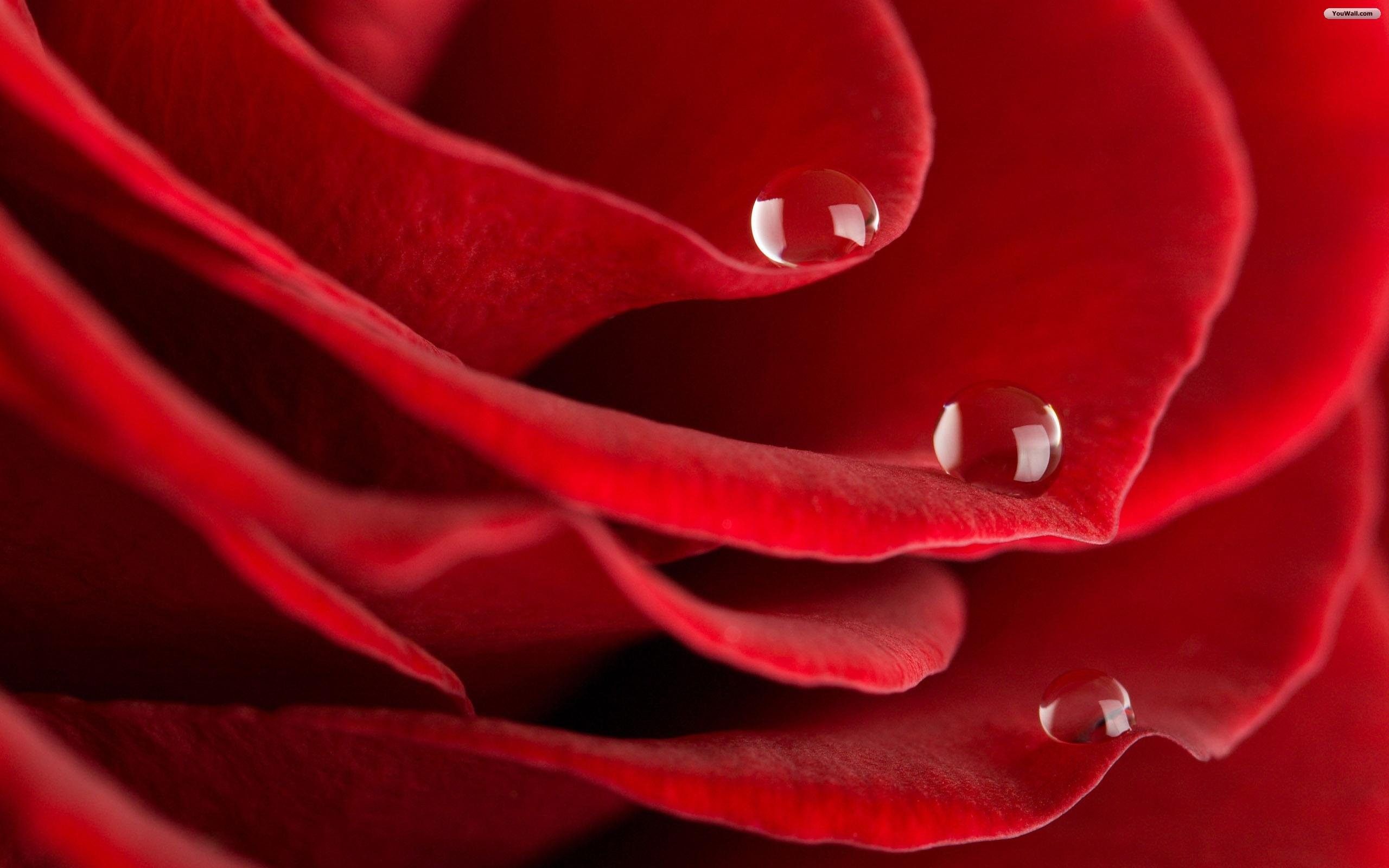 Rosa rossa con gocce d'acqua, 2560x1600 WQXGA, Laptop