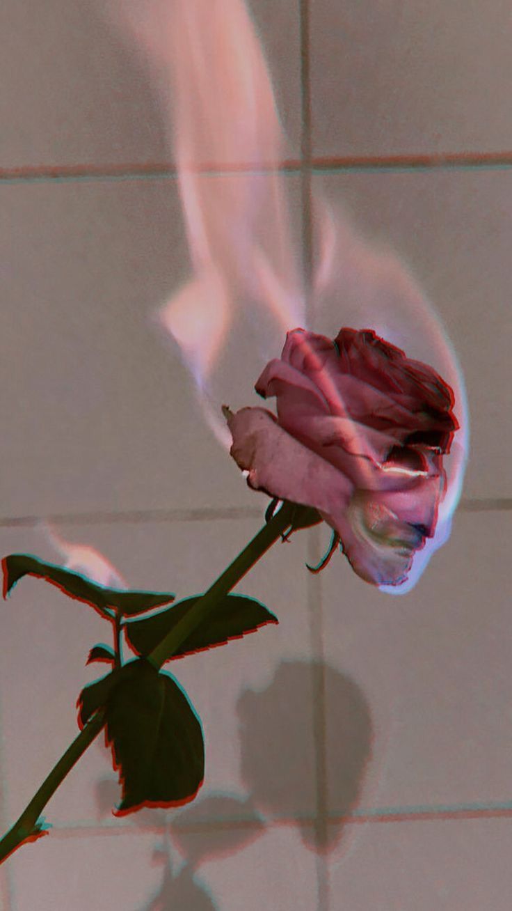 Rosa rossa in fiamme estetica, 736x1308 Full HD Verticale, iPhone