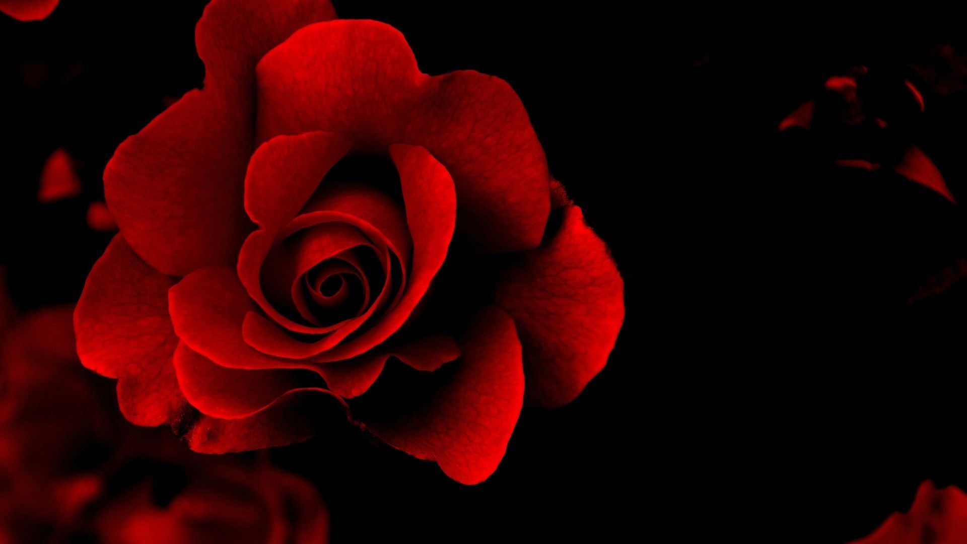 Rosa rossa su sfondo nero, 1920x1080 1080p, Desktop