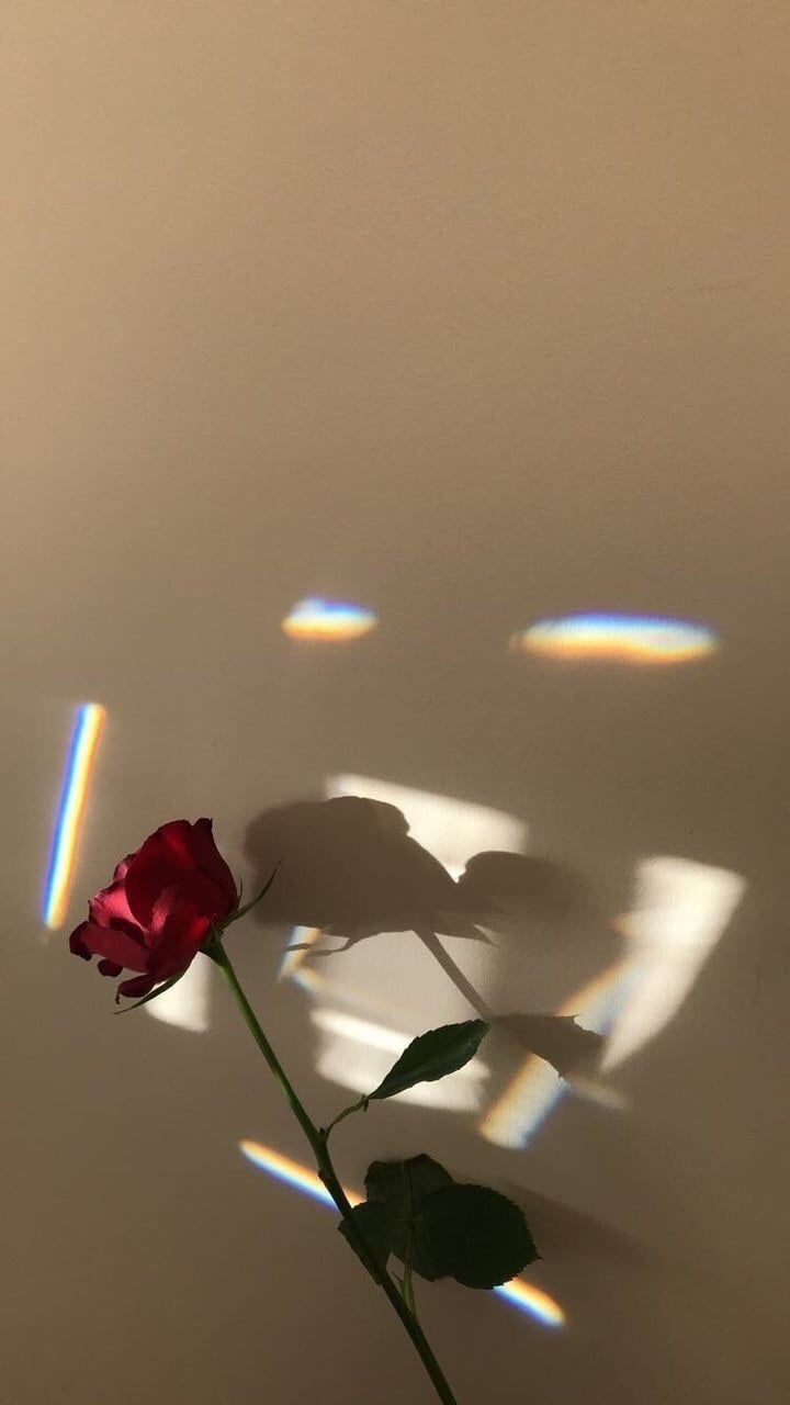 Rosa rossa con riflessi arcobaleno, 720x1280 Verticale, Mobile