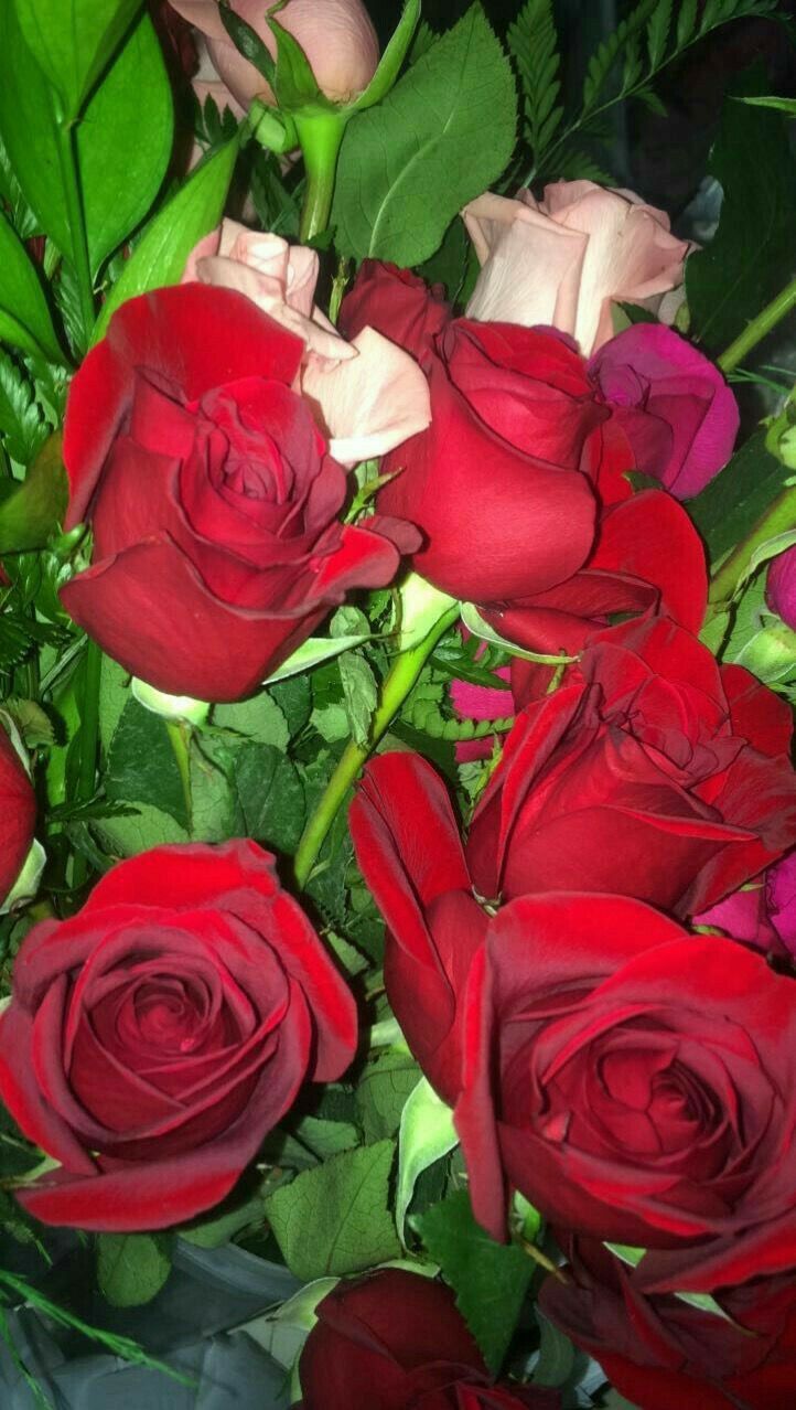Bouquet di rose rosse, 722x1278 Full HD Verticale, iPhone