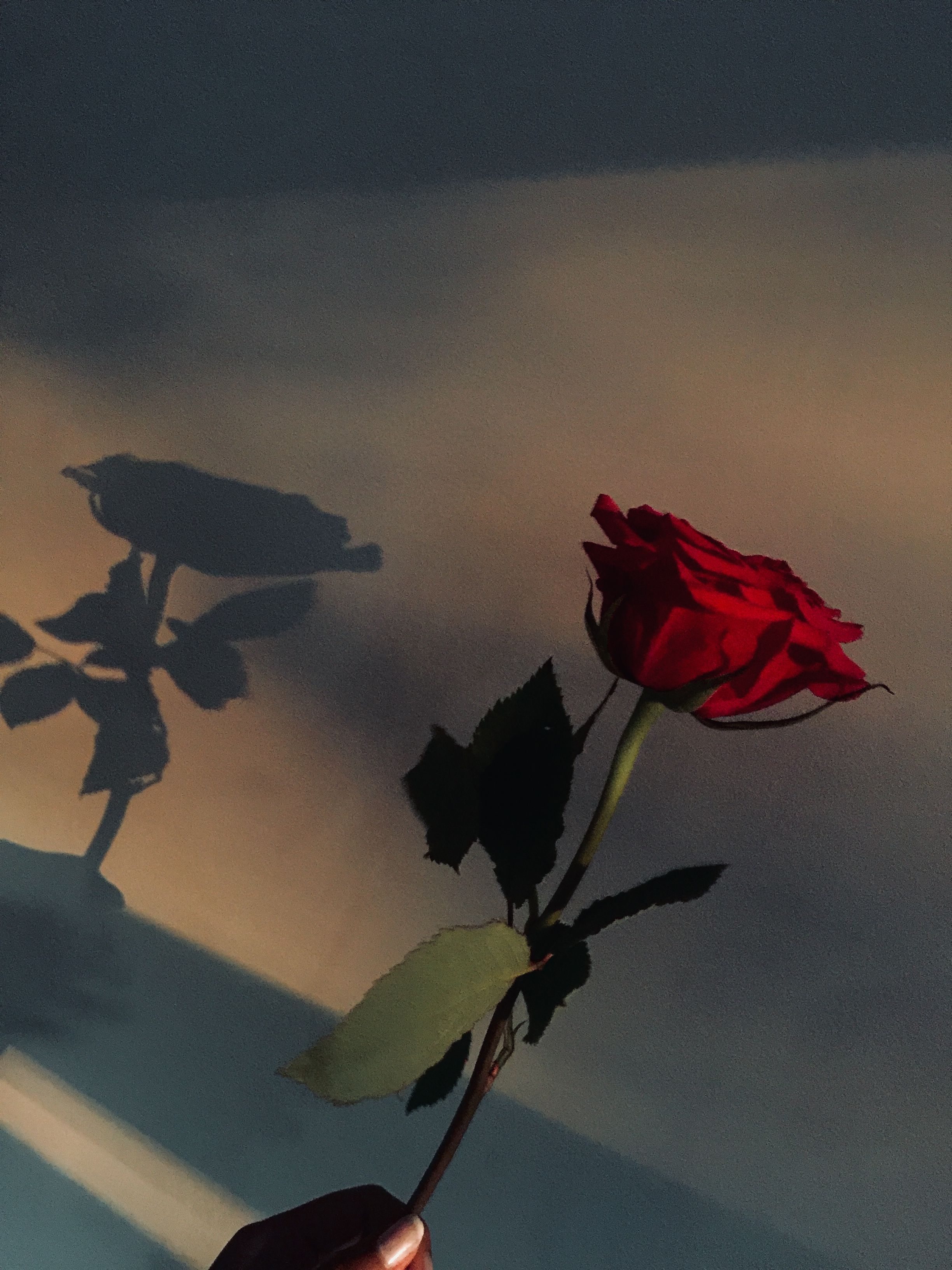 Rosa rossa con ombra al tramonto, 2448x3264 Full HD Verticale, Smartphone