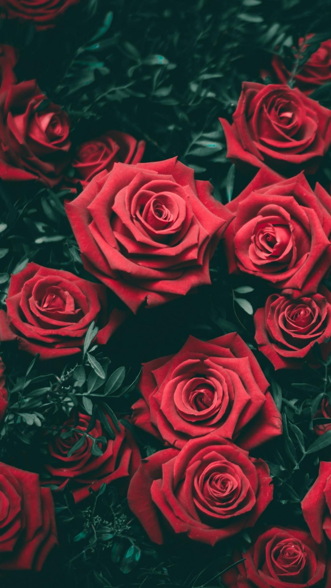 Rose rosse su sfondo scuro, 1080x1920 Verticale, Telefono
