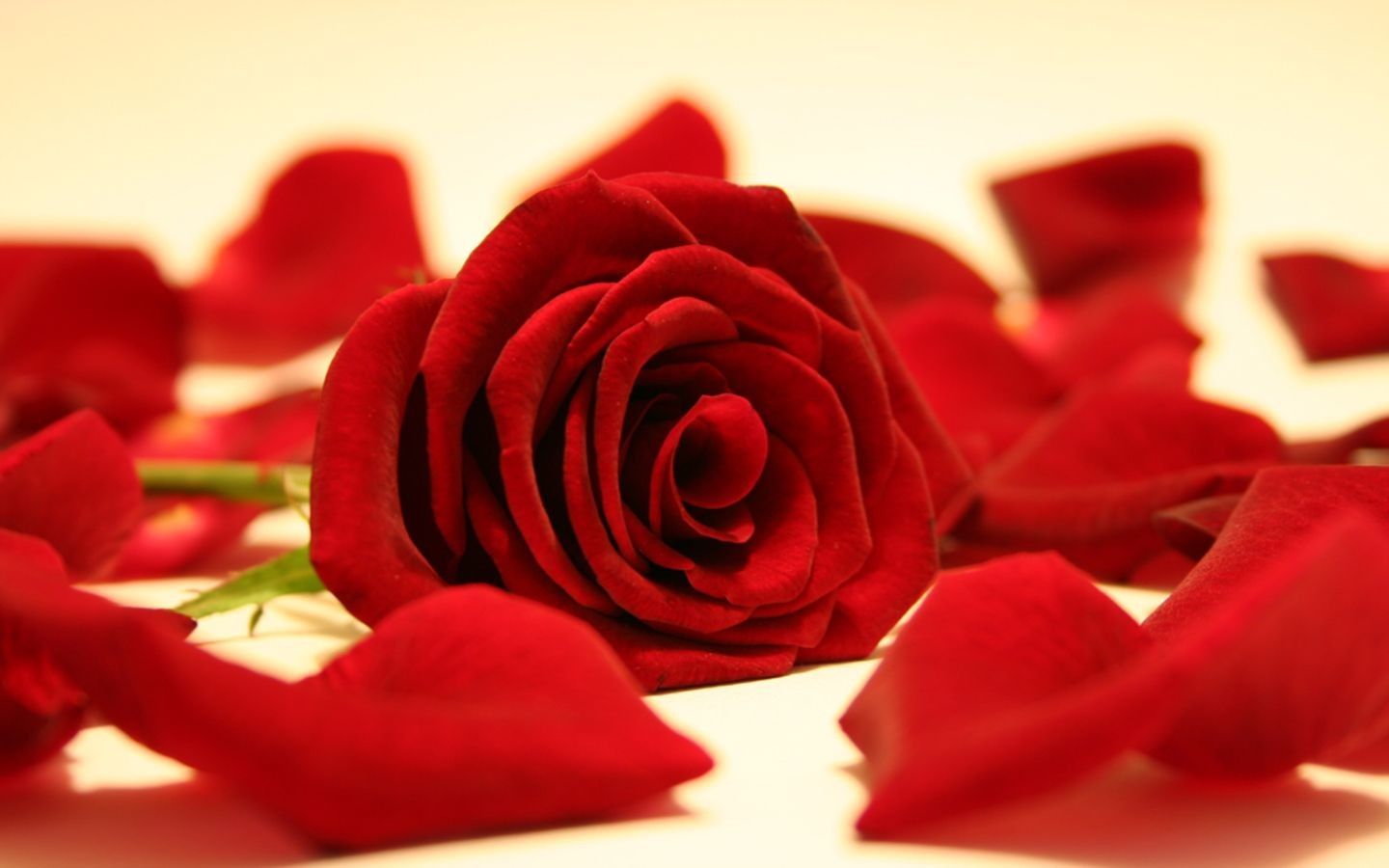 Rosa rossa con petali sparsi, 1440x900 720p, Laptop