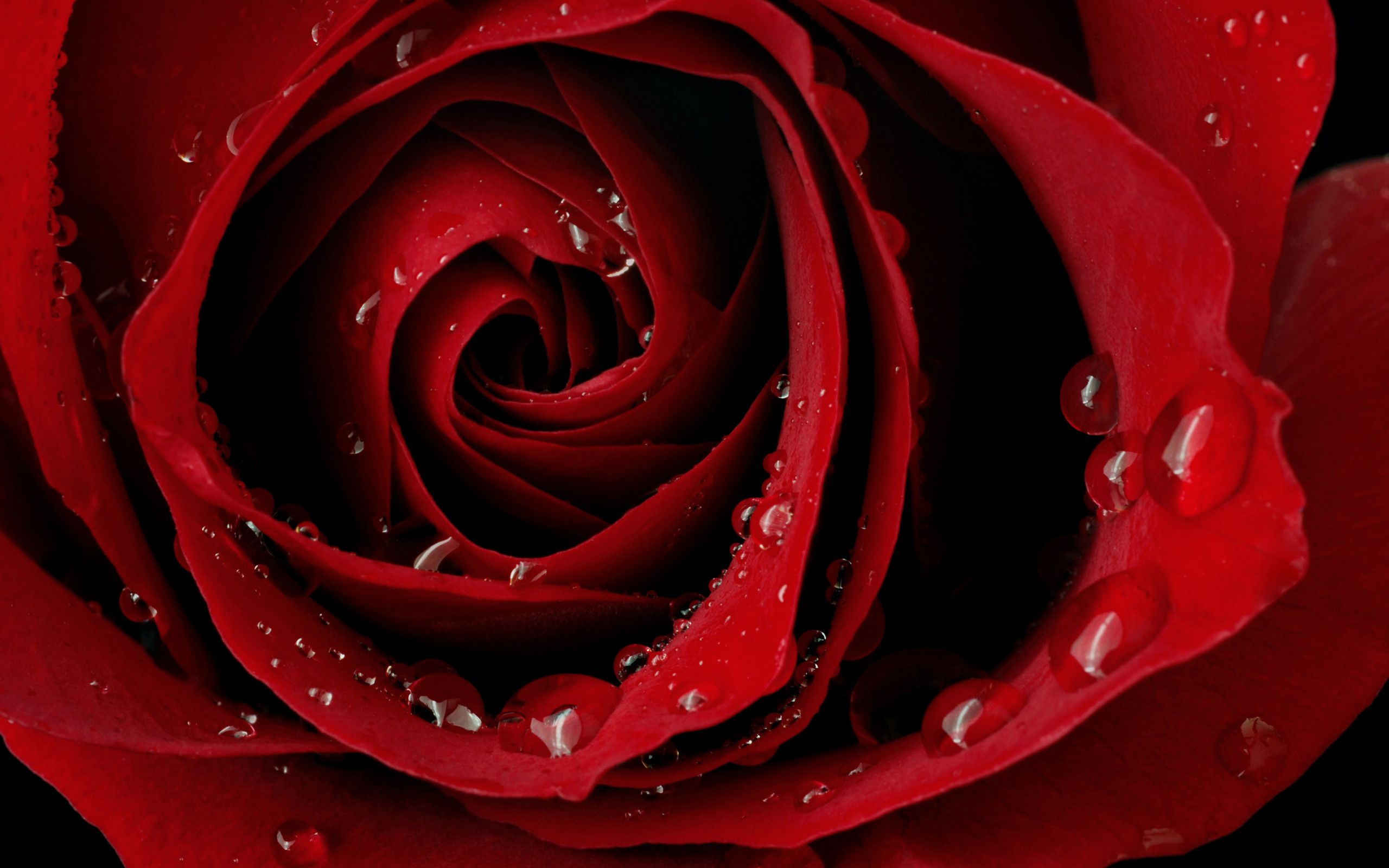 Rosa rossa con gocce d'acqua, 2560x1600 2K, Desktop