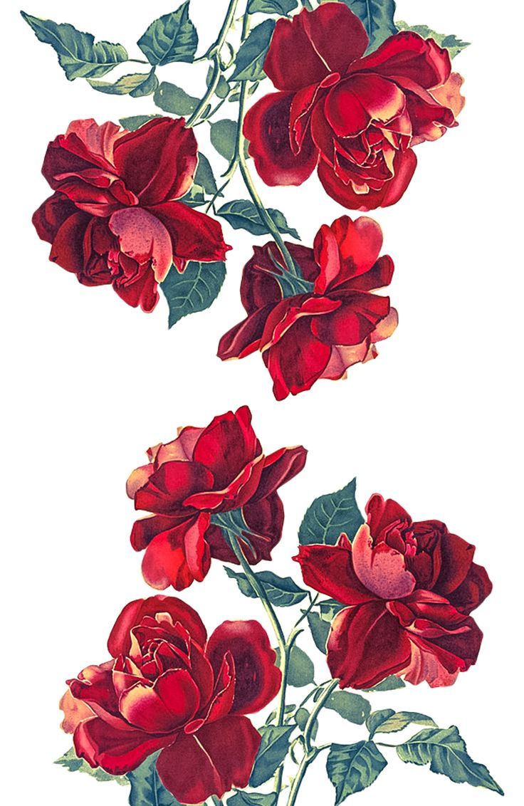 Rose rosse su sfondo bianco, 736x1132 Full HD Verticale, iPhone