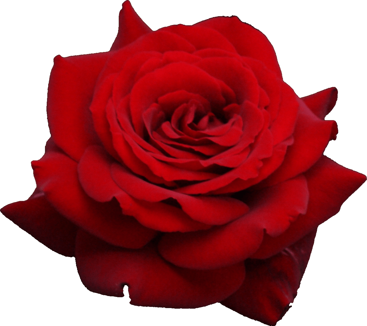 Rosa rossa singola sfondo trasparente, 1249x1110 HD, Laptop