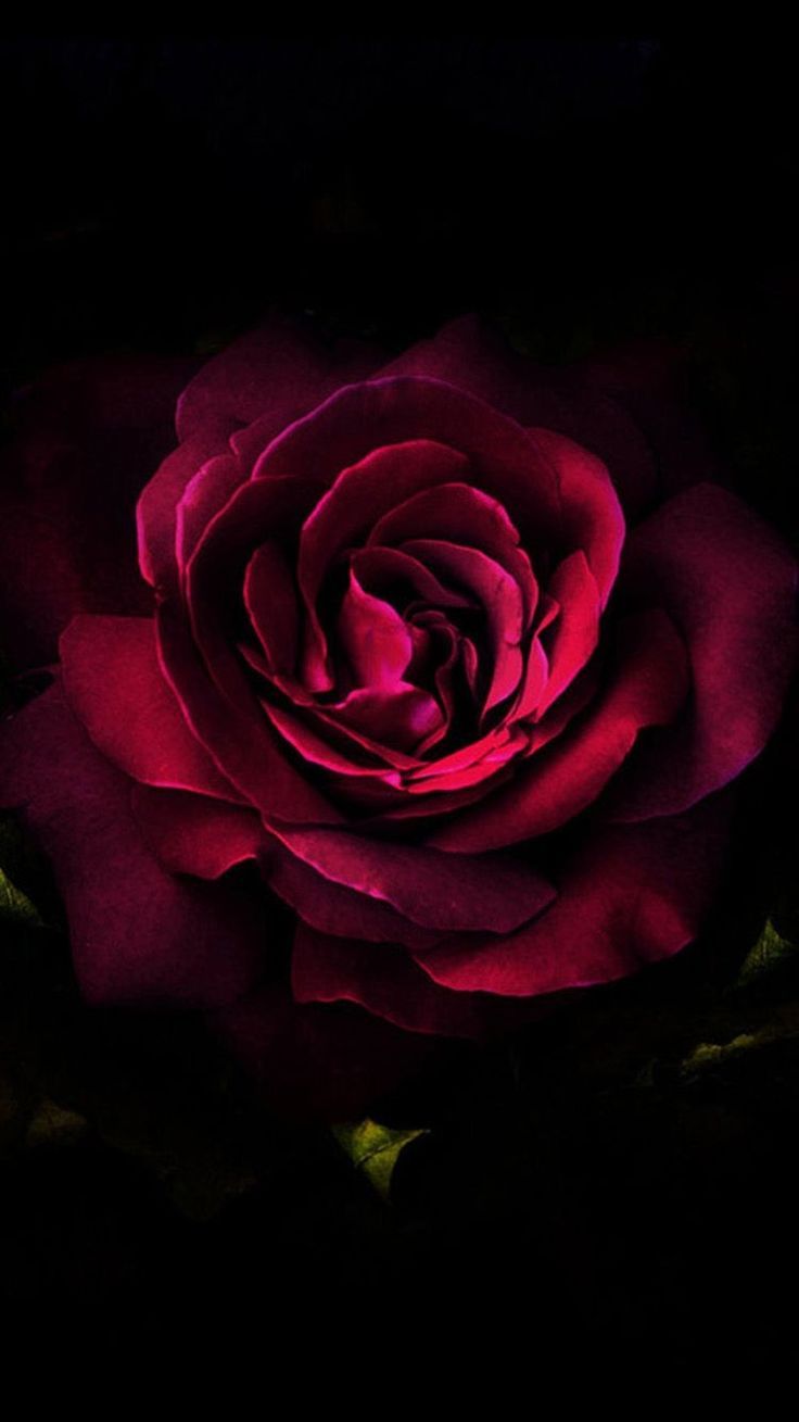 Rosa rossa scura su nero, 736x1309 Full HD Verticale, iPhone