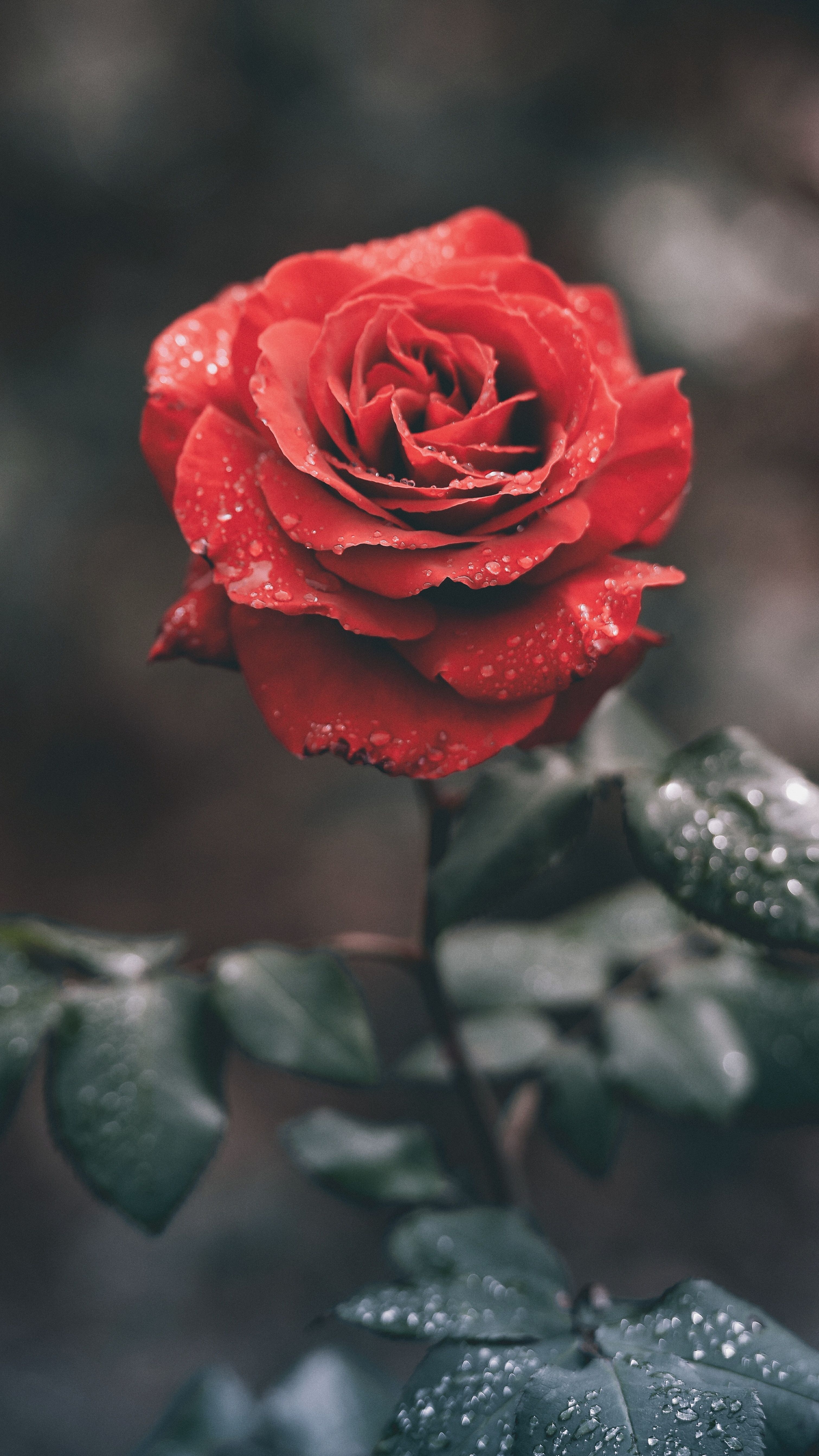 Rosa rossa con gocce d'acqua, 3021x5372 Full HD Verticale, Samsung Galaxy