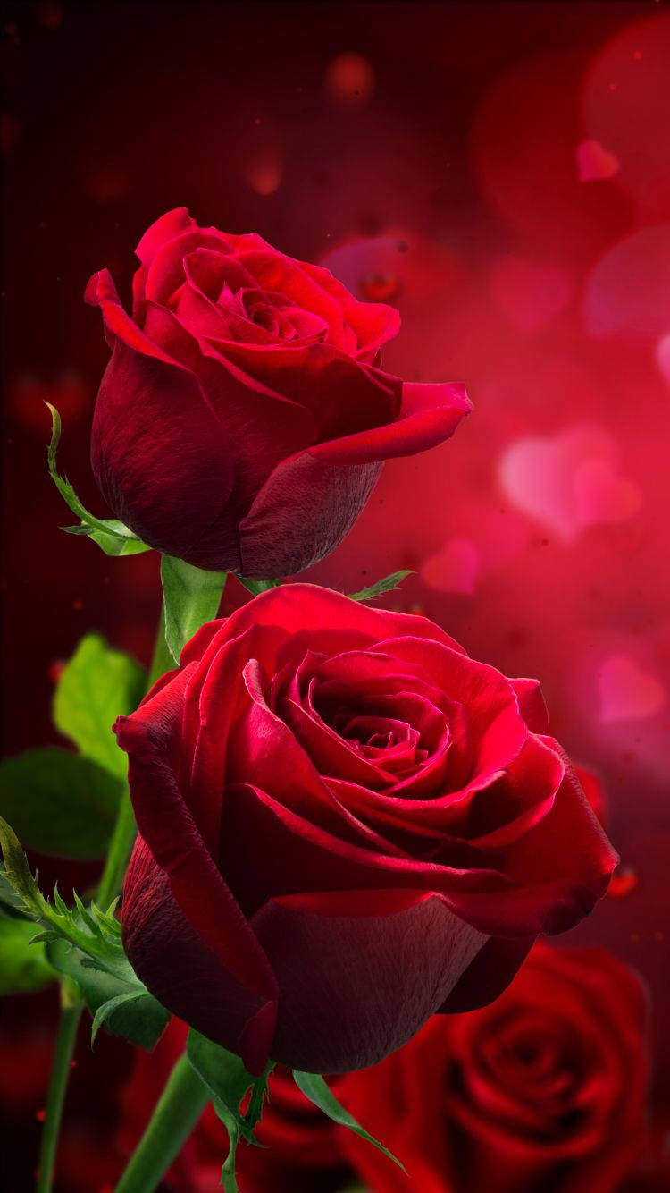 Rose rosse sfondo bokeh, 750x1334 Full HD Verticale, Smartphone