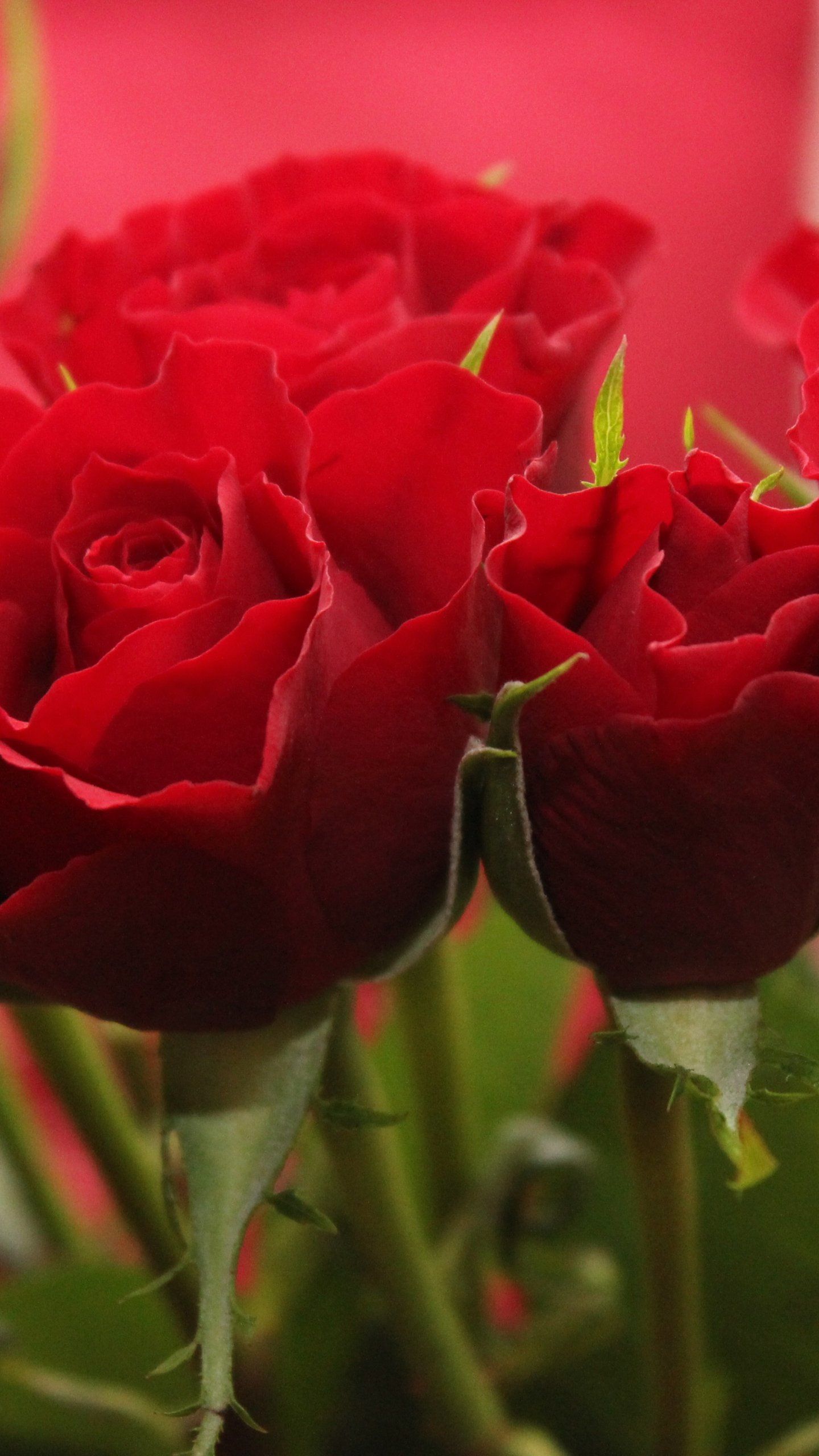 Rose rosse in primo piano, 1440x2560 Full HD Verticale, Samsung Galaxy