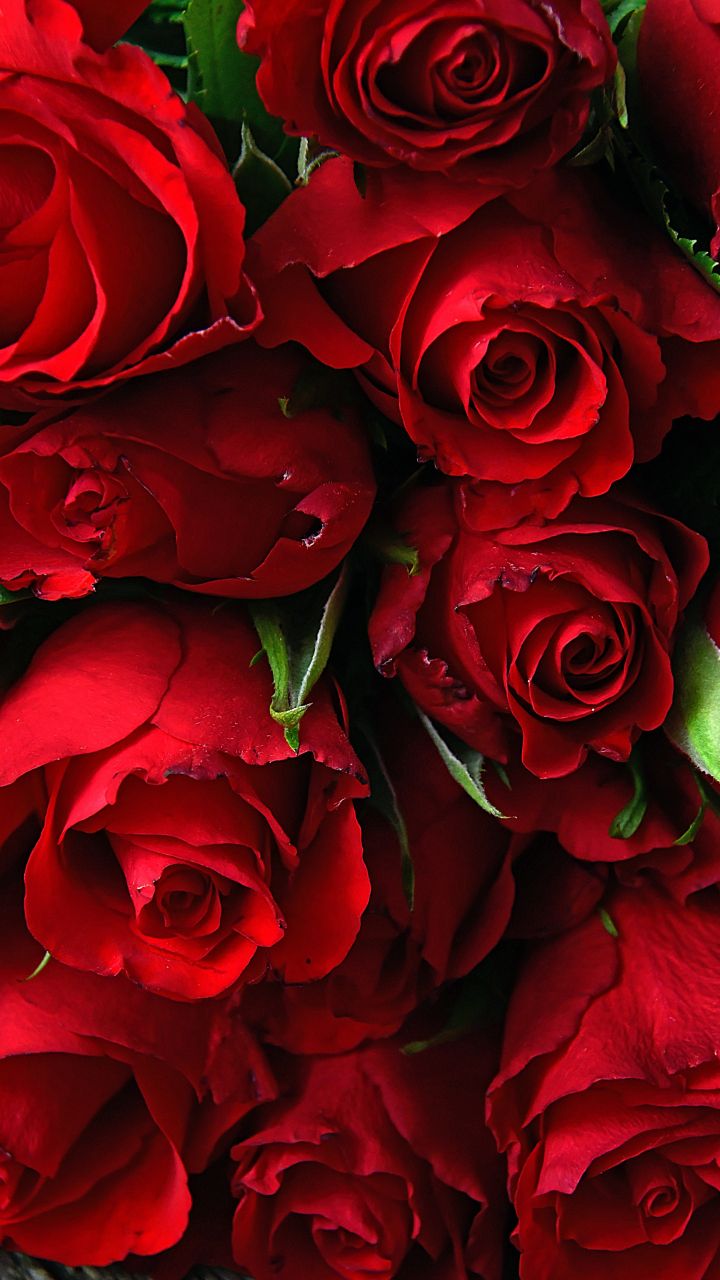 Rose rosse fresche, 720x1280 Full HD Verticale, Google Pixel