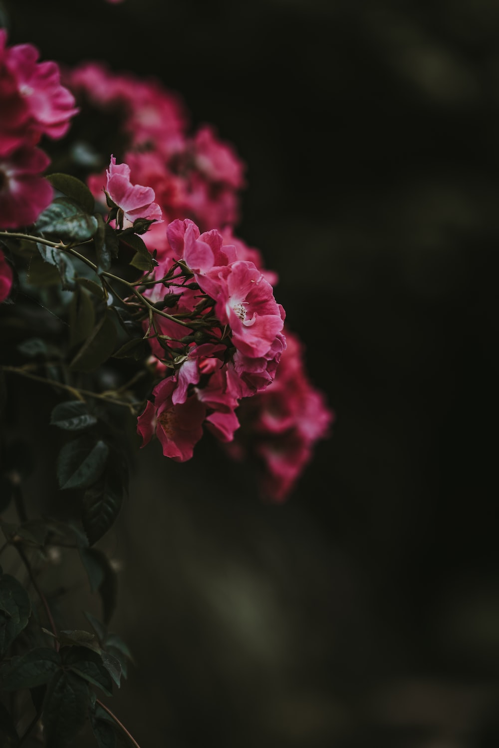 Fiori rosa scuro su sfondo nero, 1000x1499 Full HD Verticale, Smartphone