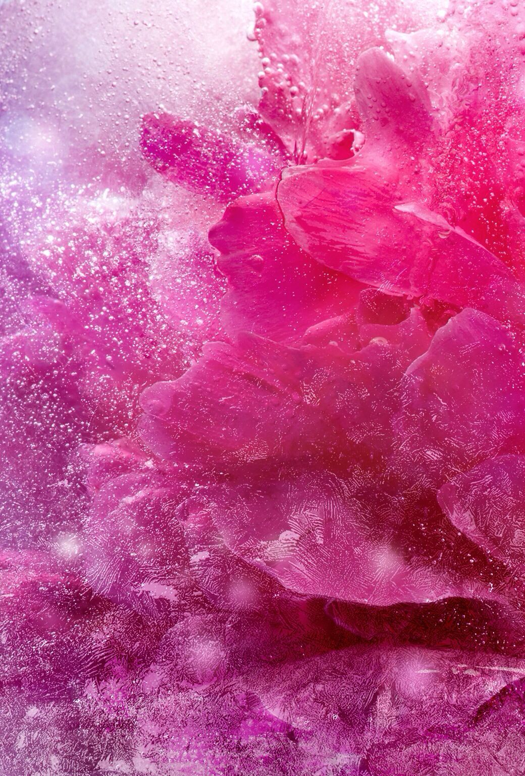 Fiori rosa congelati nel ghiaccio, 1040x1536 Verticale, Telefono