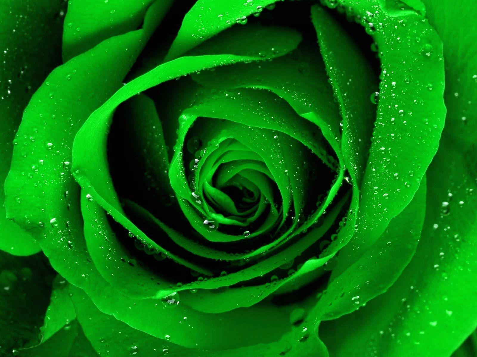 Rosa verde con gocce d'acqua, 1600x1200 HD, ROG Asus Laptop