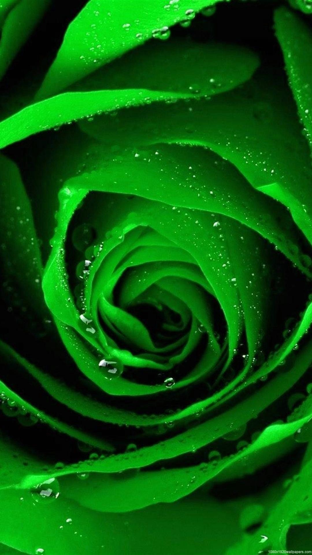Rosa verde con gocce, 1080x1920 Full HD Verticale, iPhone