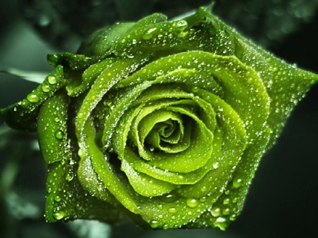 Rosa verde con gocce d'acqua, 1024x768 HD, iMac