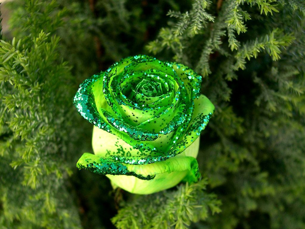Rosa verde glitter, 1024x768 HD, Desktop