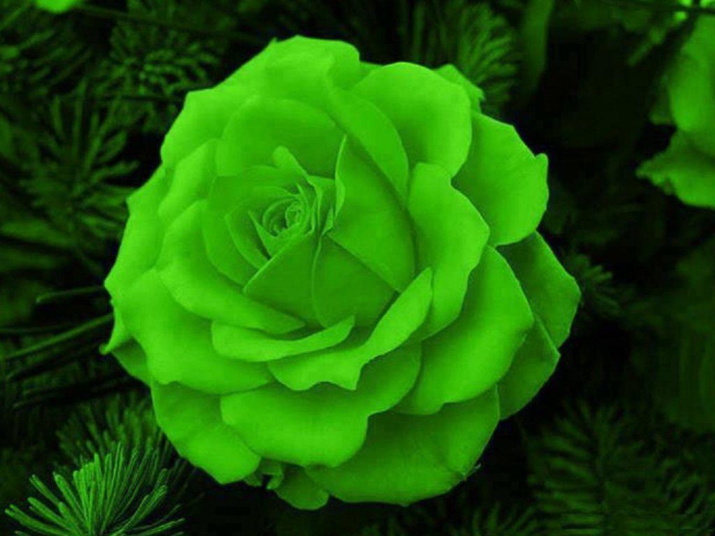 Rosa verde su sfondo nero, 1920x1080 Full HD 1080p, Desktop