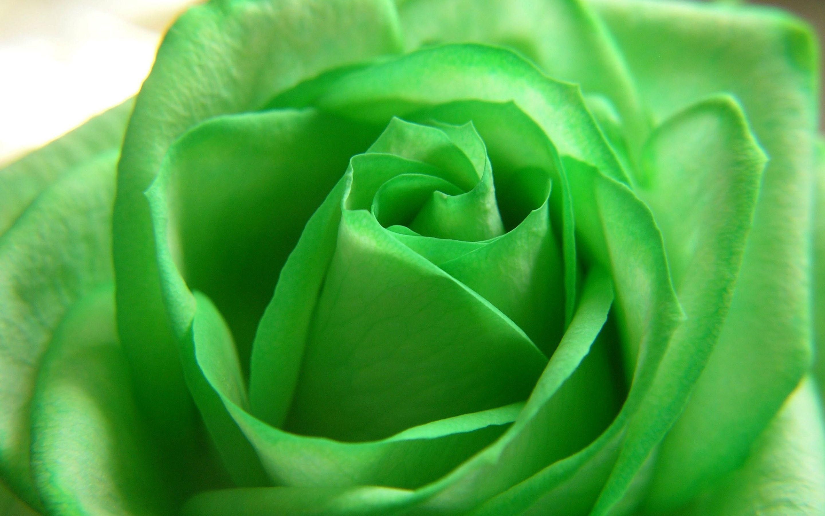 Rosa verde con gocce d'acqua, 1600x1200 HD, Laptop