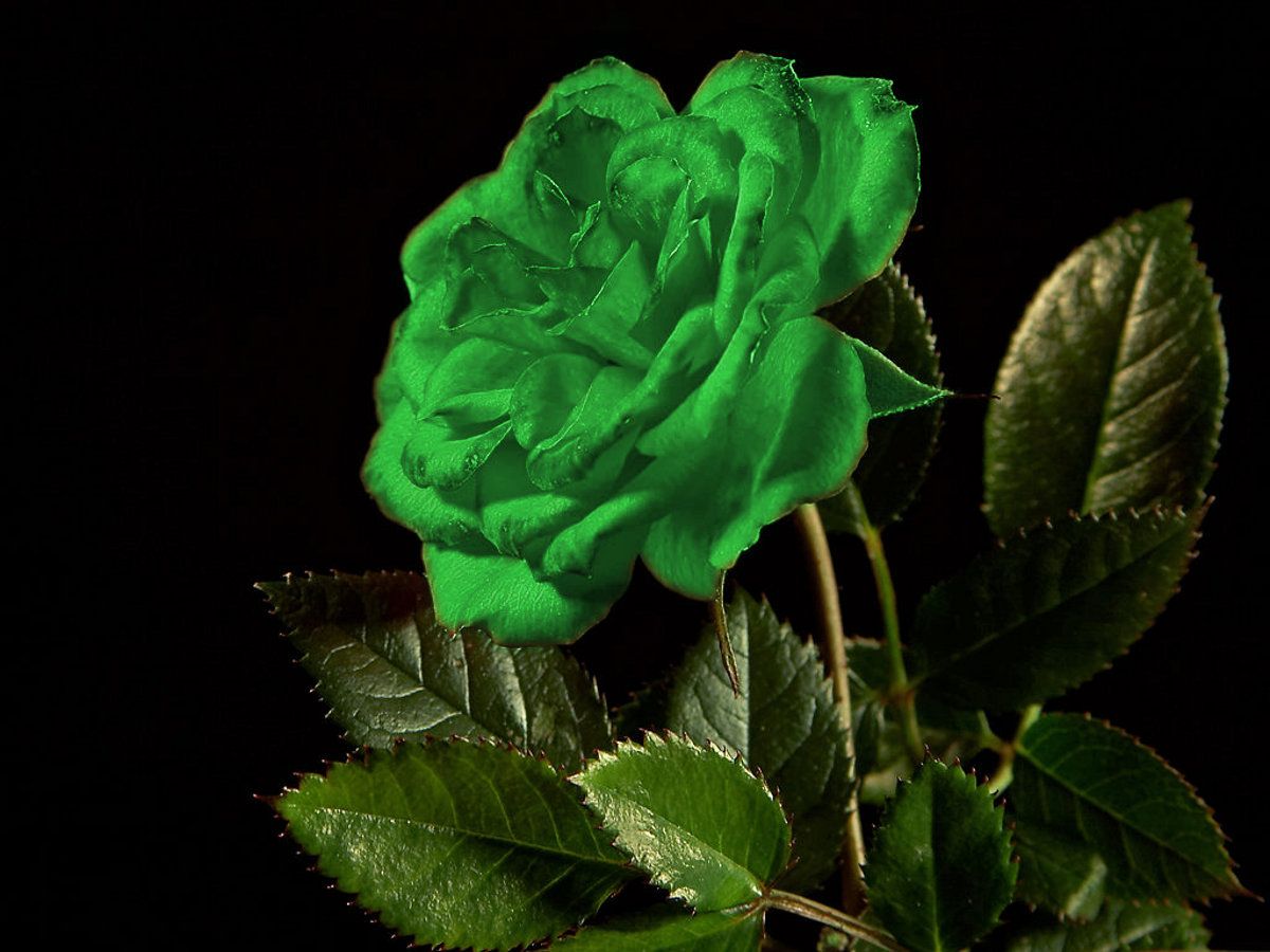 Rosa verde su sfondo nero, 1200x900 HD, Laptop
