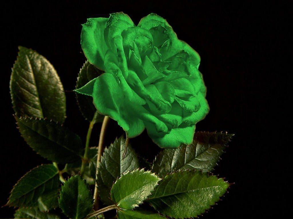 Rosa verde su sfondo nero, 1024x768 HD, PC