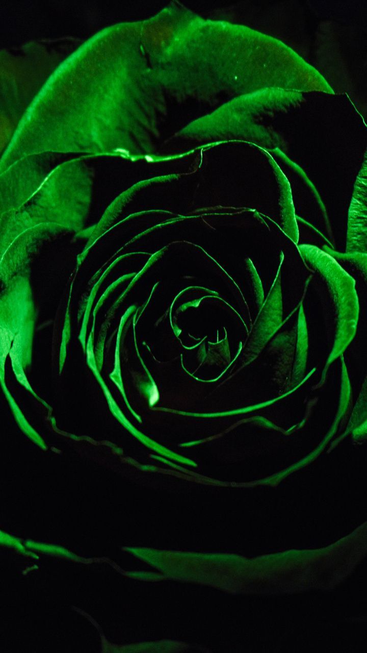 Rosa verde in primo piano, 720x1280 Verticale, Mobile