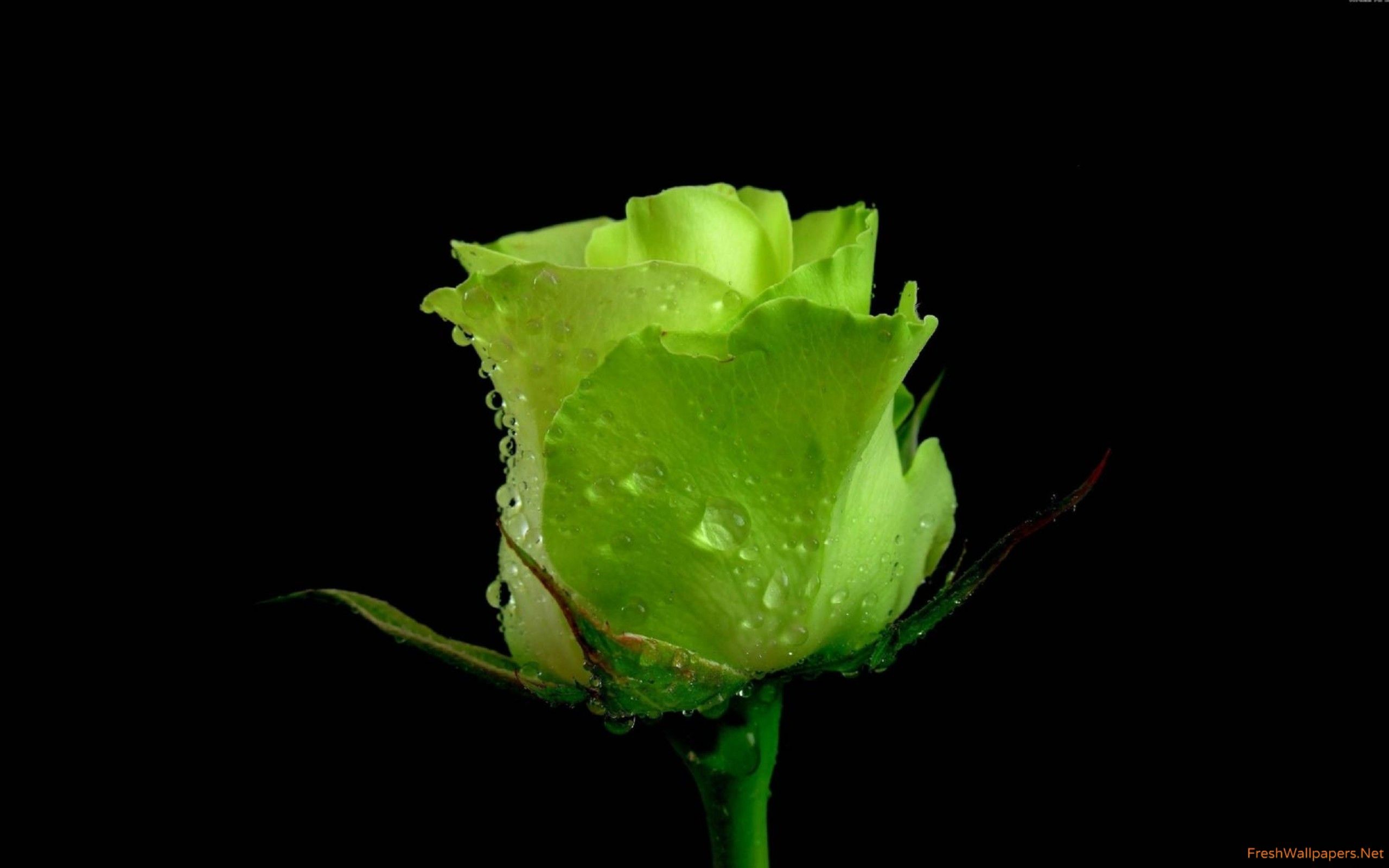 Rosa verde con gocce, 2560x1600 2K+, MacBook Pro