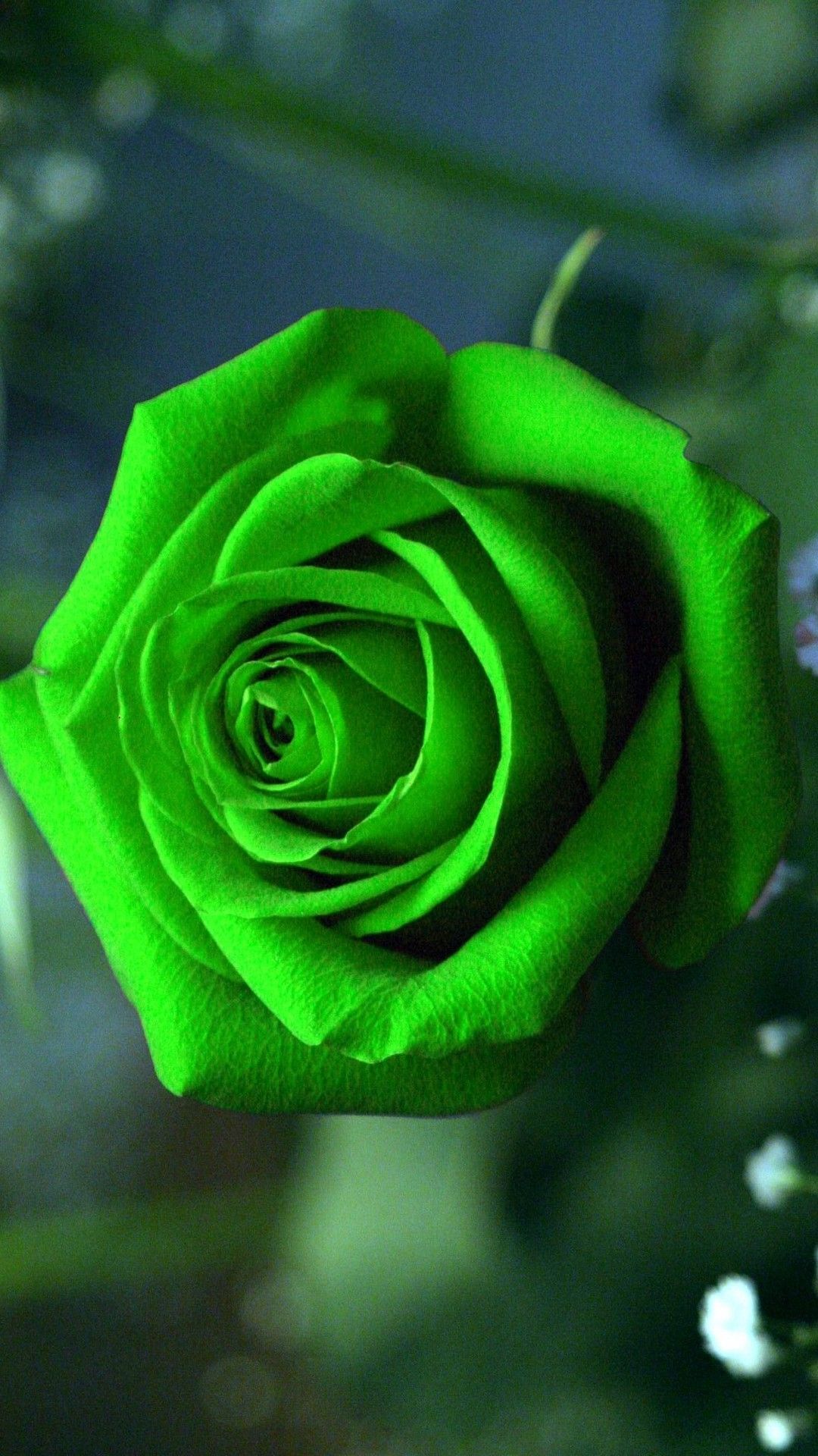 Rosa verde in fiore, 1080x1920 Full HD Verticale, iPhone