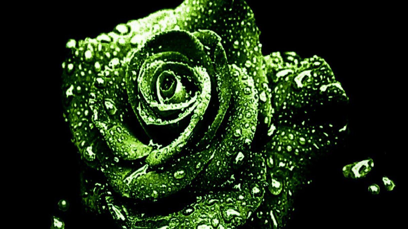 Rosa verde con gocce d'acqua, 1632x918 HD Ready, Laptop