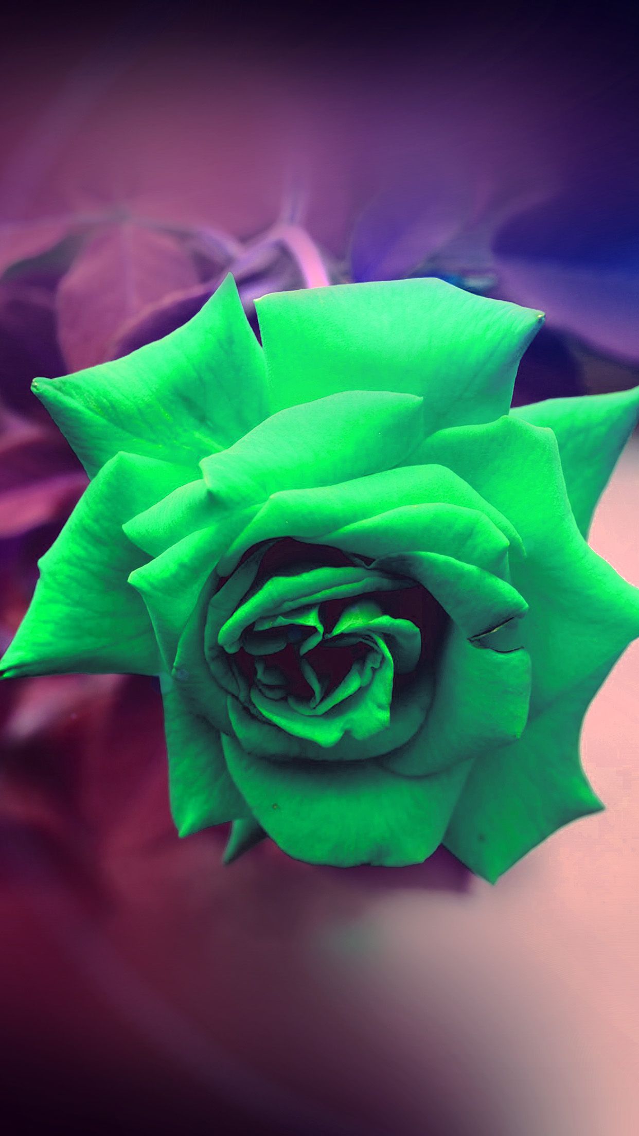 Rosa verde su sfondo sfumato, 1242x2208 Verticale, Telefono