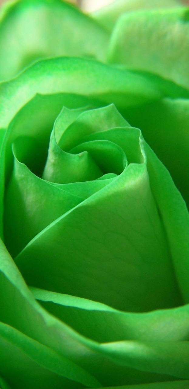 Rosa verde primo piano, 623x1280 Full HD Verticale, iPhone
