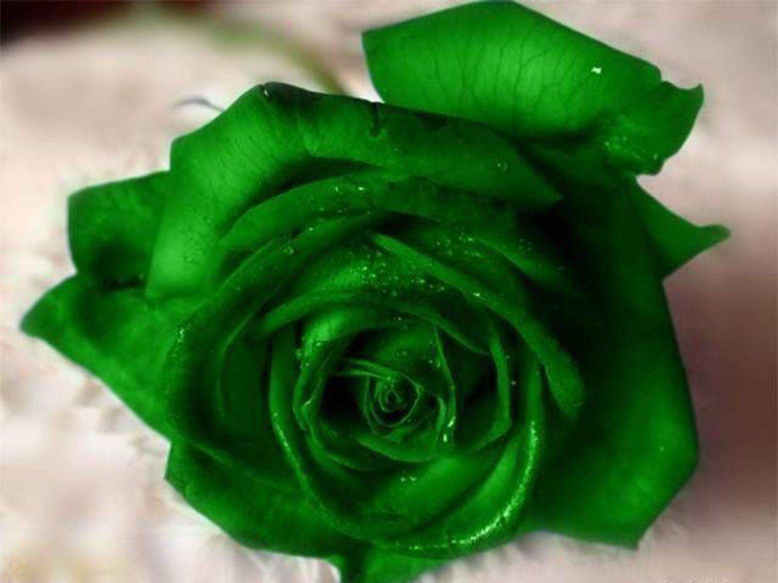 Rosa verde in primo piano, 2880x1800 2K, PC