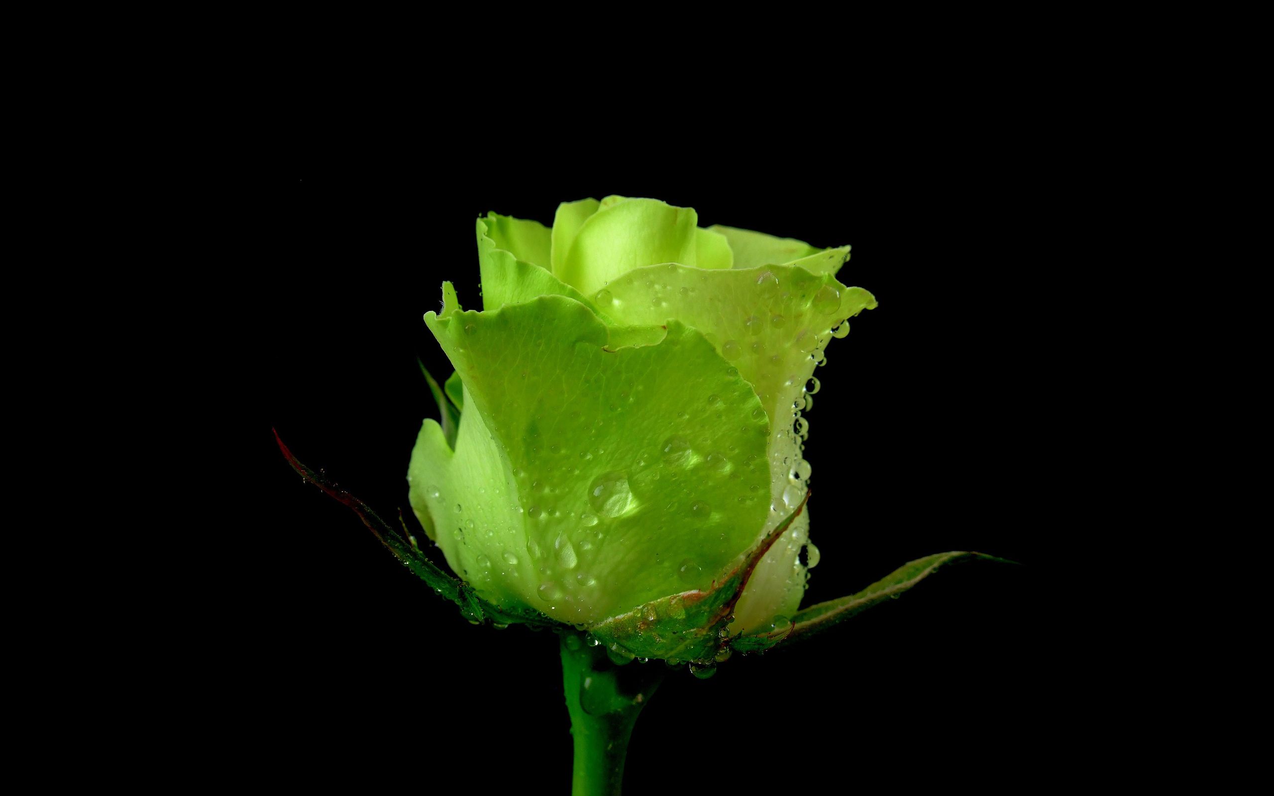 Rosa verde con gocce d'acqua, 2560x1600 2K+, PC