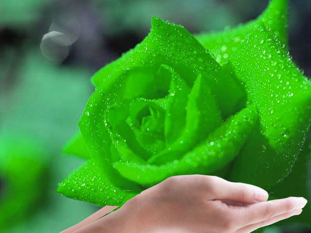 Rosa verde primo piano, 1280x768 HD, Desktop