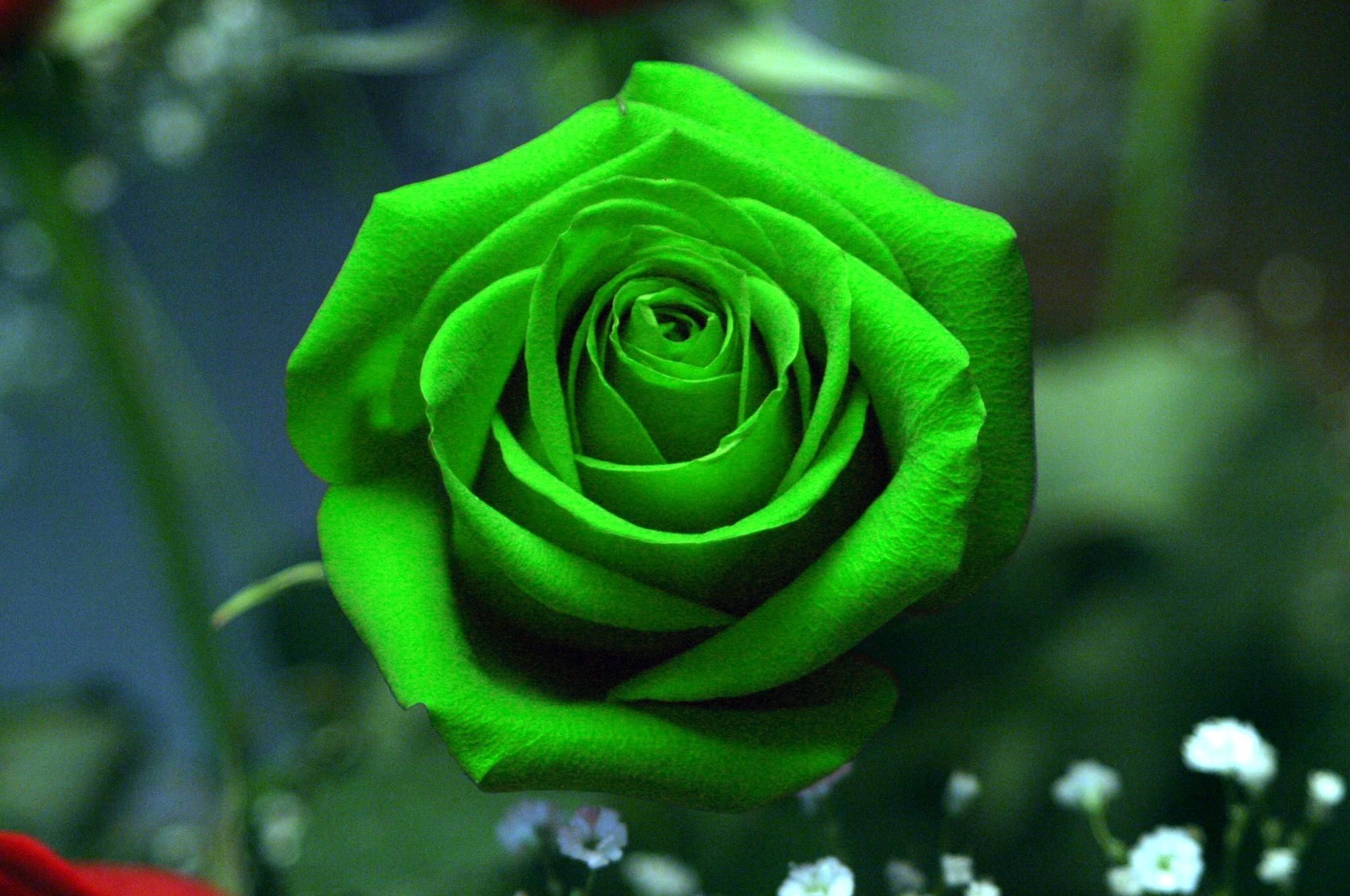 Rosa verde in primo piano, 2048x1360 alta risoluzione, Desktop