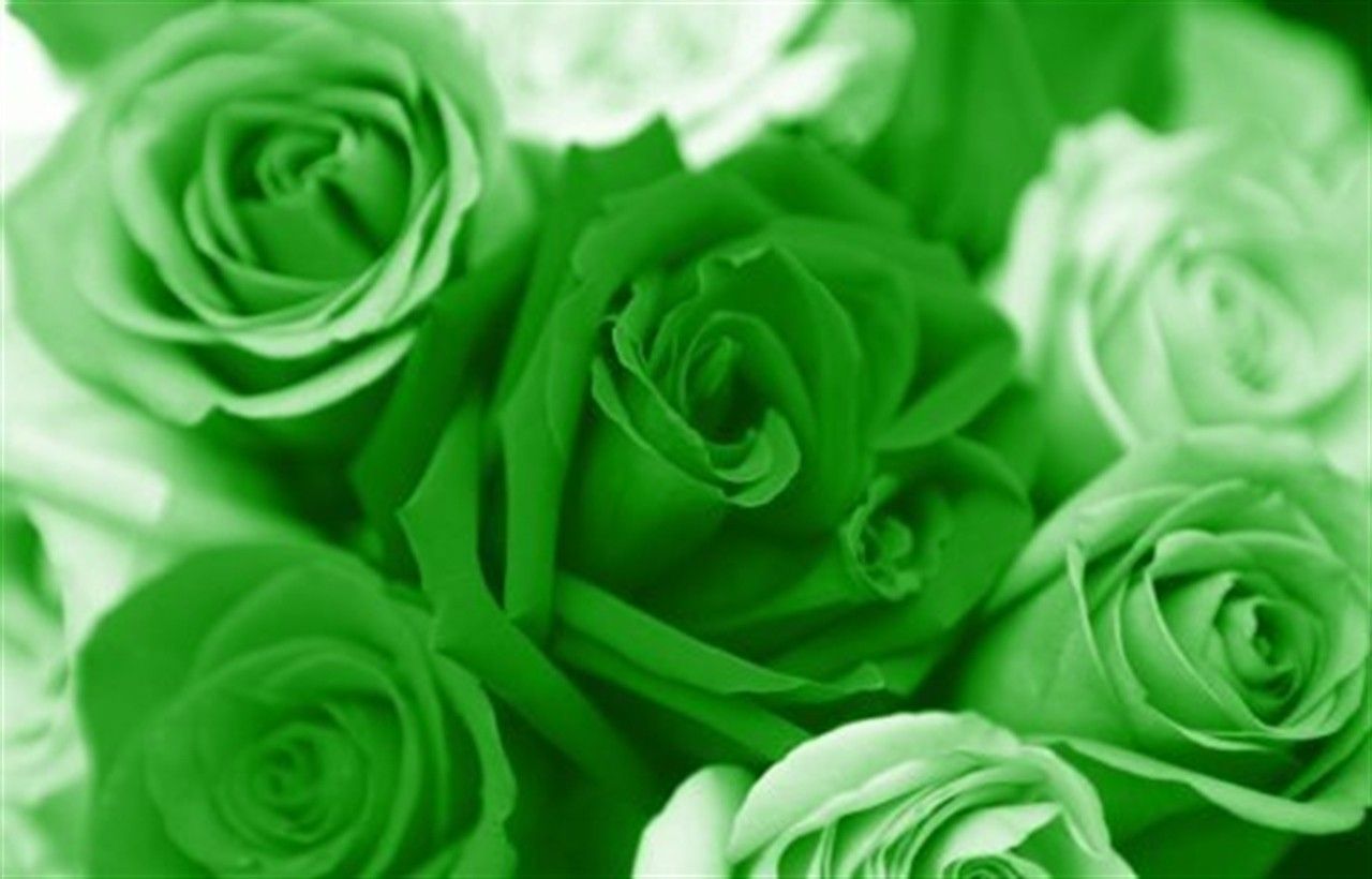 Rosa verde con gocce d'acqua, 1024x768 HD, Desktop