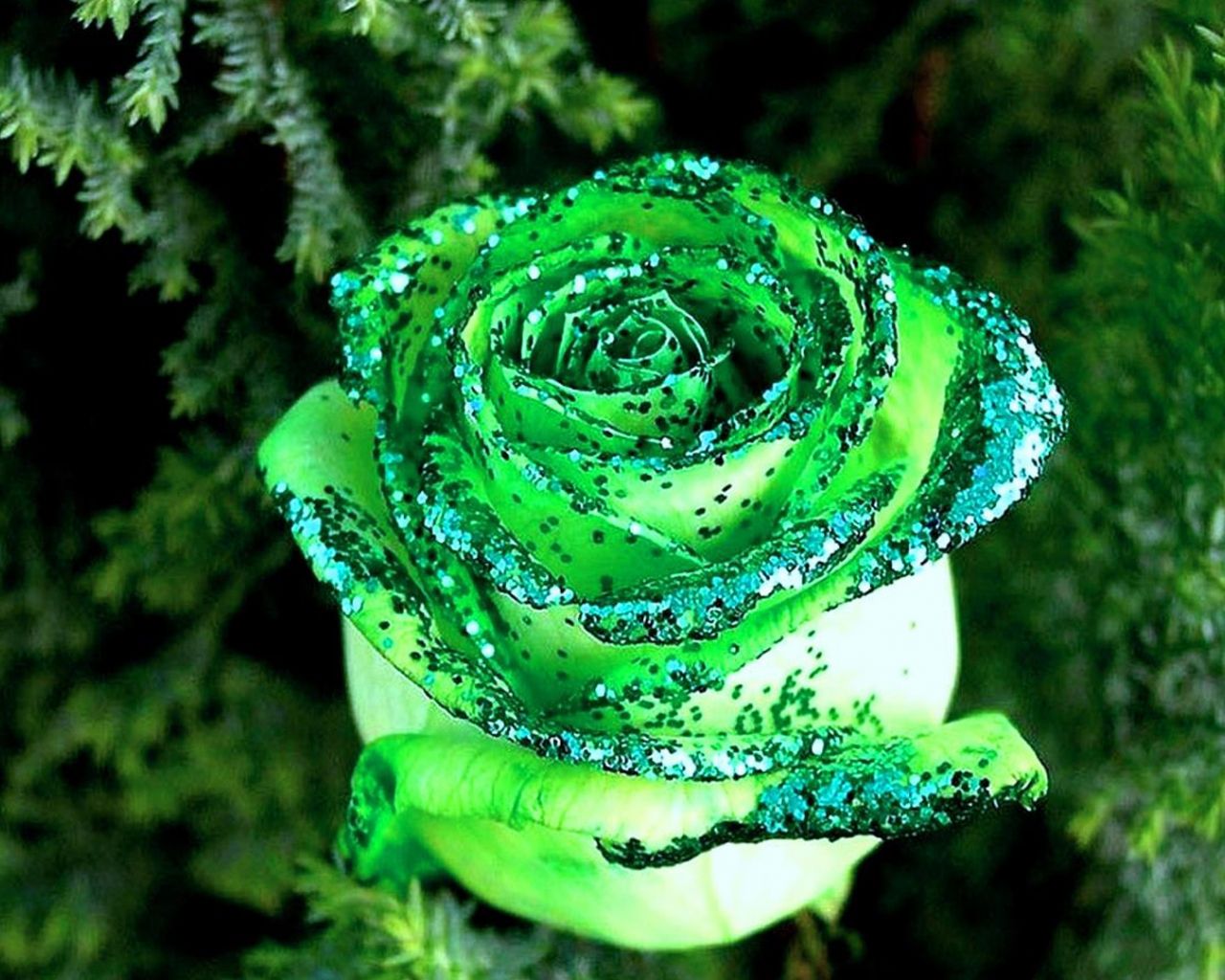 Rosa verde con glitter, 1280x1024 720p, Lenovo Legion