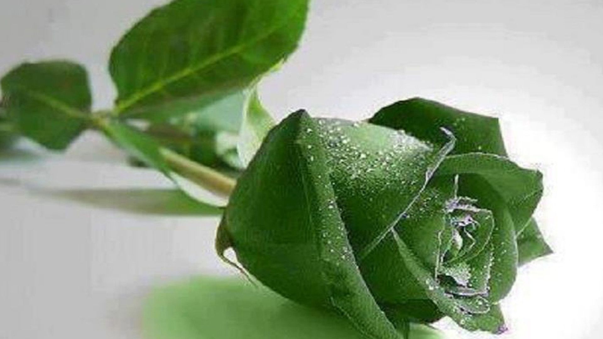 Rosa verde con gocce d'acqua, 1920x1080 1080p, Desktop