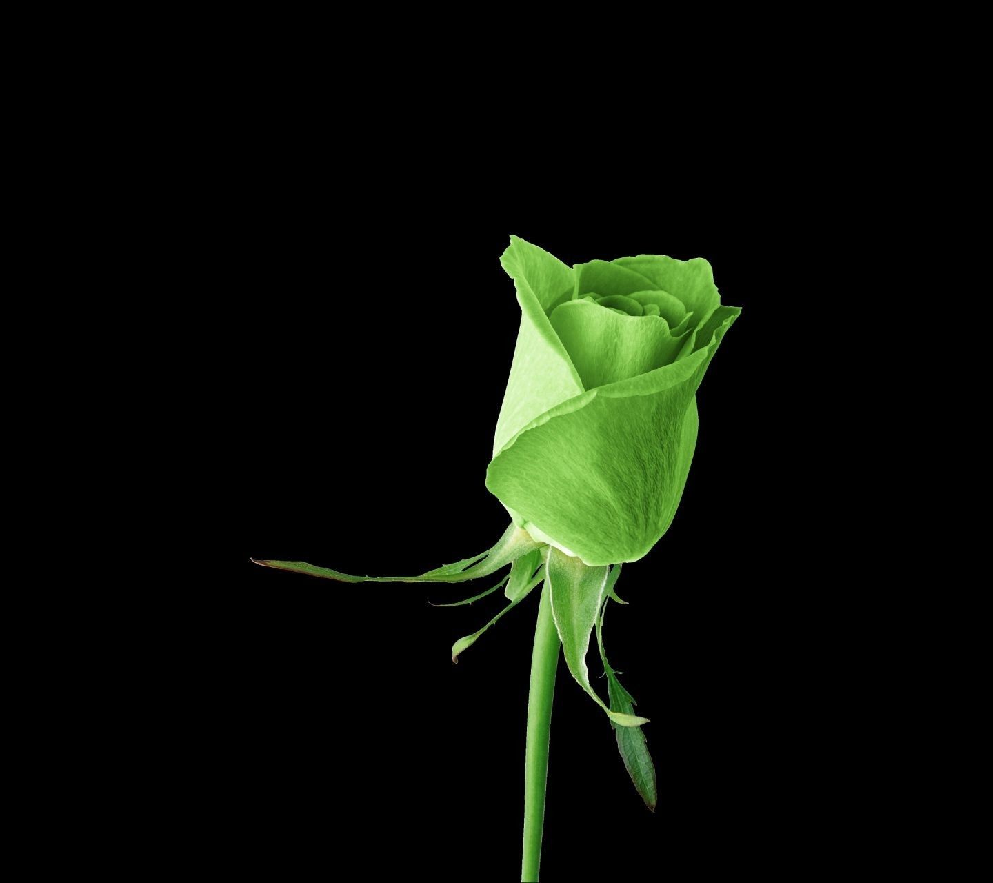 Rosa verde su sfondo nero, 1440x1280 720p, PC